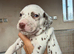 2 female Dalmatian puppies