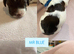 6 Springer spaniel pups