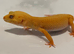 Female leopard gecko