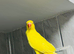 Baby yellow Ringneck talking parrot