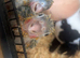 2 Baby conure HAND Rared