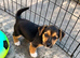 Jack Russell puppies for sale