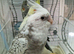 Super hand tamed cockatiels for sale