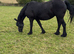 pure-bred friesan mare & foal for sale total &pound;8,000