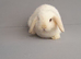 Beautiful mini lop rabbits ready now