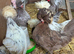 Polish Hens available 1 year old - laying