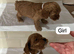 F1 red/golden cockapoo
