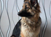 German shephard 2years old