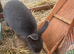 Two stunning mini Rex buck