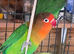 Lovebirds