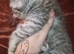 Kittens 2 girl chinchilla Persian