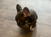 FRENCH BULLDOG PUPPIES ️