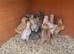 Mix of Orpington, Brahma and some bantams
