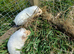 Guinea pigs for sale