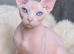 Tica active shpynx boy 2 years old