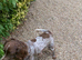 Sprocker last girl left