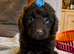 Stunning Curly Toy Cavapoo's from health tested parents