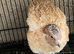 Golden quails