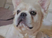 Make fluffy frenchie