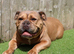 The Best New England Bulldogs…only 1 female left!!! Reduced!!