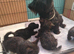 Adorable Scottish Terrier puppies available