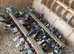 Pigeons