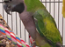 Derbyan parrott