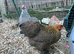 2 hens
