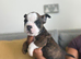 ENGLISH BULLDOG PUPPIES!
