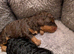 Toy poodle puppies KC registered