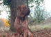 Neo x french mastiff x cane corso for STUD