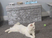 Turkish angora