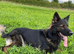 1 male Czech working Line Shepherds