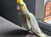 Young cockatiel