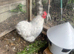 Lavender pekin bantam