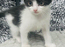 Super adorable kittens ready now