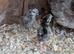 Olive egg layer with chicks