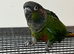 Stunning hand reared e baby conures