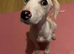 Dalmatian cross puppy looking for forever home