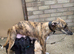 Beautiful Labrador x Lurcher puppies