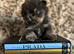 Exclusive Stunning KC reg Teddy Bear Poms