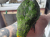 Cockatiel and kakariki.