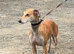 Saluki x whippet x greyhound puppies