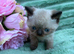 Exotic X Kittens