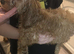 Cavapoo pups