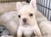 Plaitnum French Bulldog