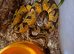 4 Healthy friendly Royal Ball Pythons