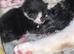 Kittens for sale