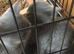 Beautiful British blue kittens ,