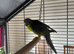 Tame cock kakariki.
